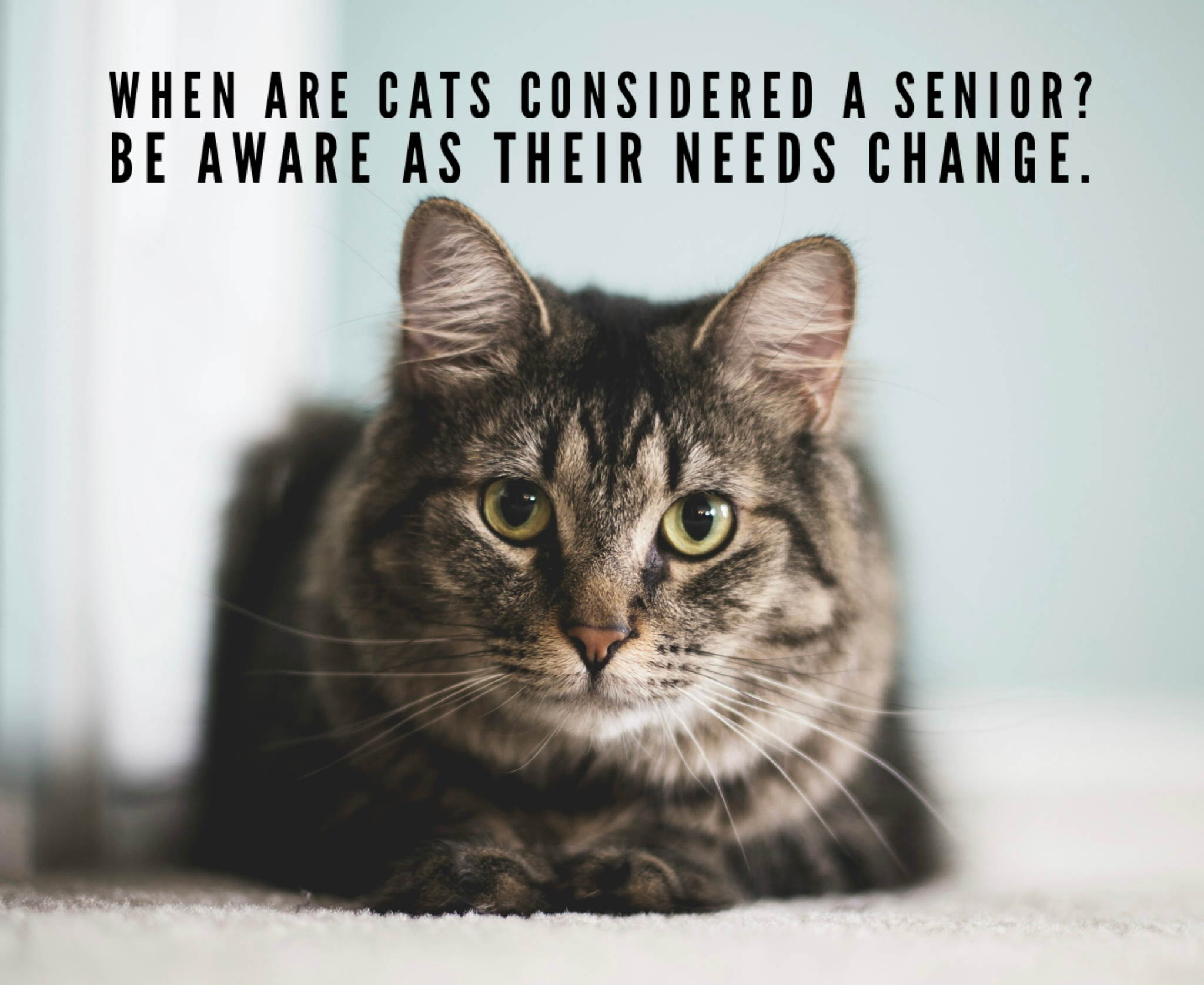 When Are Cats Considered A Senior? Be Aware As Their Needs Change.