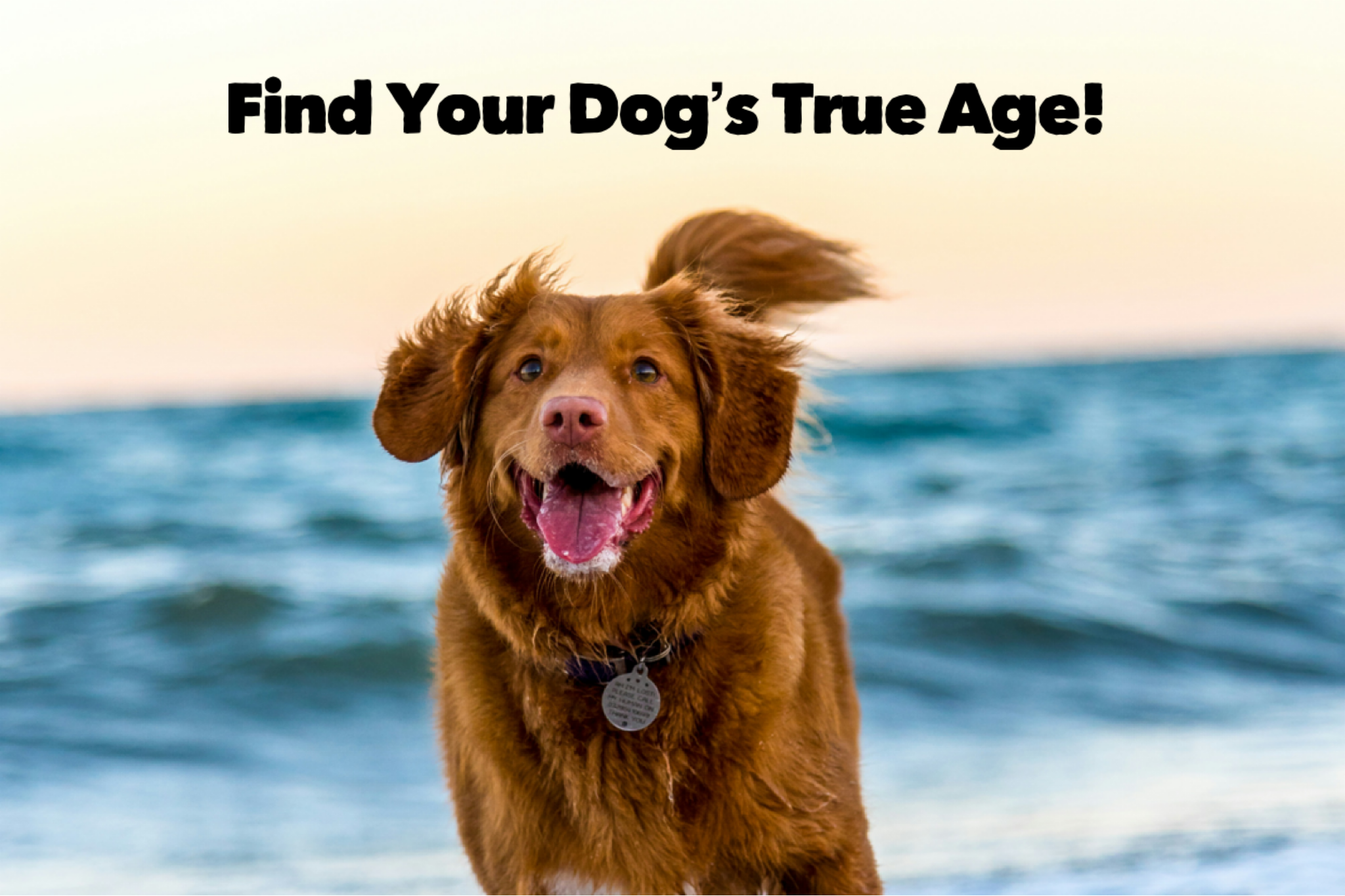 Find Your Dog’s True Age!